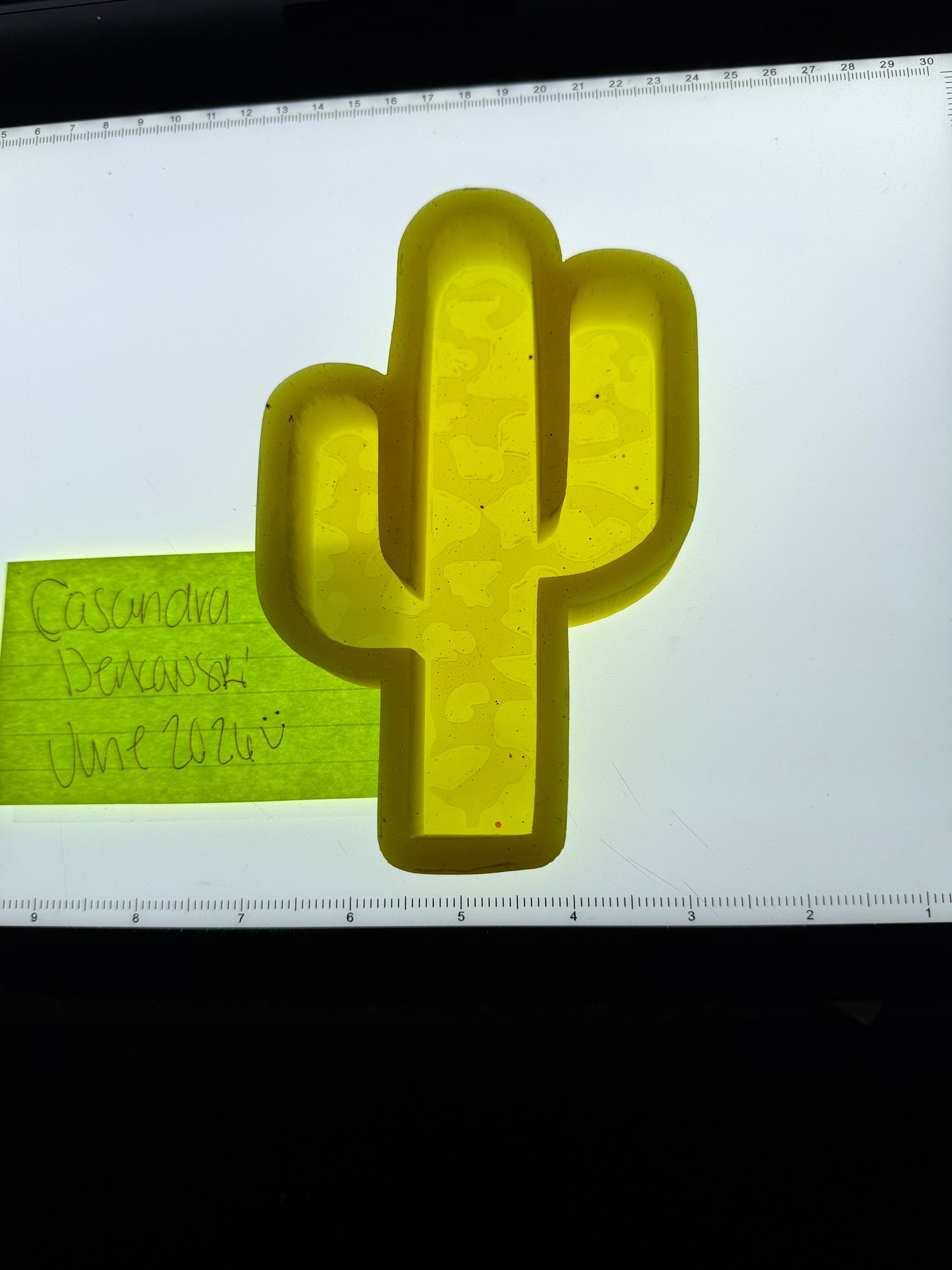 Cow print cacti Destash Mold